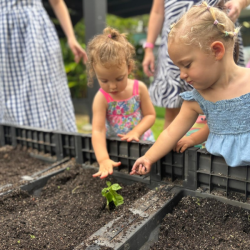 Sienna and Ella helping to plant the basil!