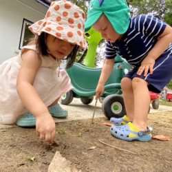 Looking for ants