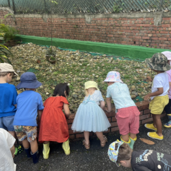 Dragonflies searching for rocks and exploring the school surroundings