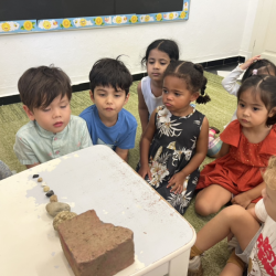 Dragonflies sequencing their collected stones from big to small. 