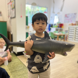 Shark-tastic show & tell!! Wesley brave little explorer brougth the ocean to the class