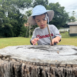 Mateo is searching for frogs in the log. 