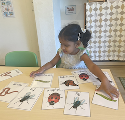 Ruhi is playing the insect matching game.