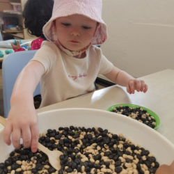 Sorting beans by colour is tricky but fun for Kate
